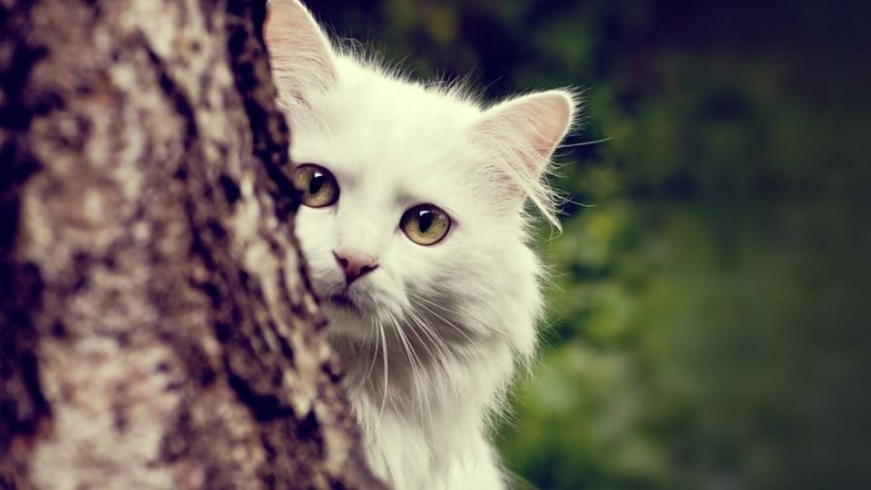 What vitamins do cats need, and how to supplement vitamins for cats